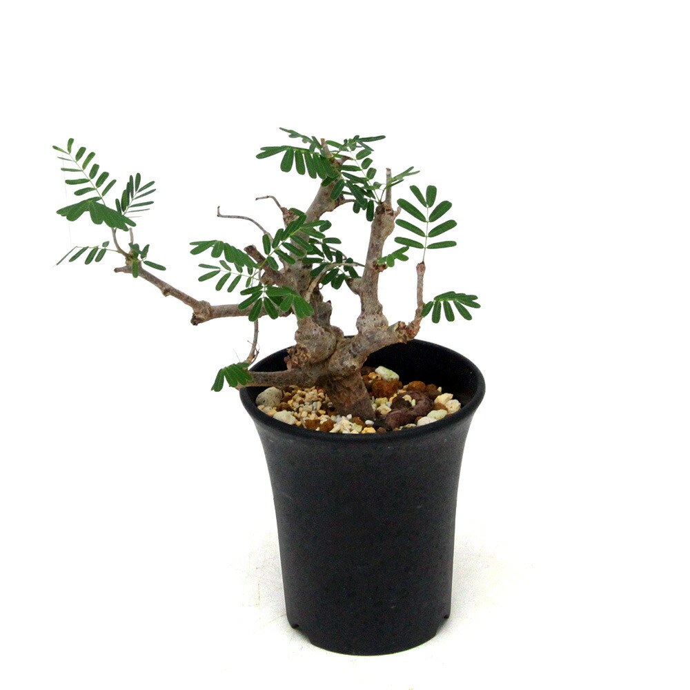 センナ　メリディオナリス　実生株　大①⑧　塊根植物　コーデックス　灌木　盆栽 センナ メリディオナリス 【市場価値も高騰中！！盆栽のような雰囲気を