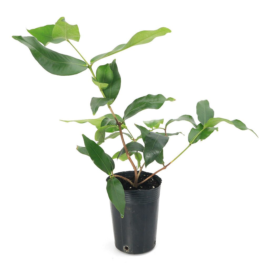 楽天市場】◇送料無料◇ レンブ 苗 【レンブ （桃色）】 ポット苗