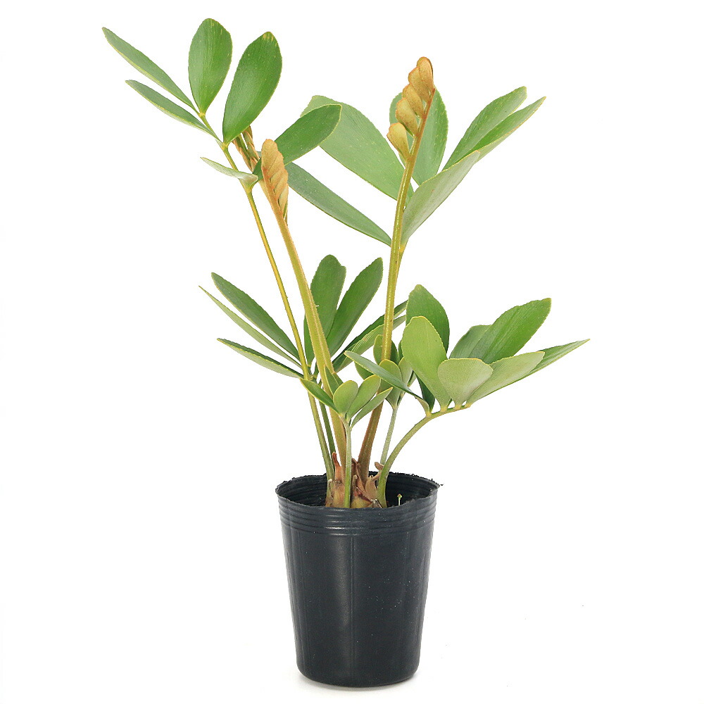 ザミア・フルフラケア（メキシコソテツ） 美株 希少種 観葉植物 観葉植物 おしゃれ メキシコ ソテツ ザミア フルフラケア 現品 6