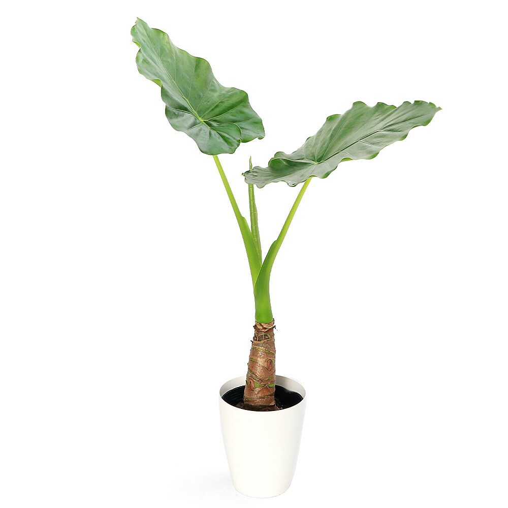 楽天市場】PLANCHU 観葉植物 アロカシア シマクワズイモ 8号平鉢