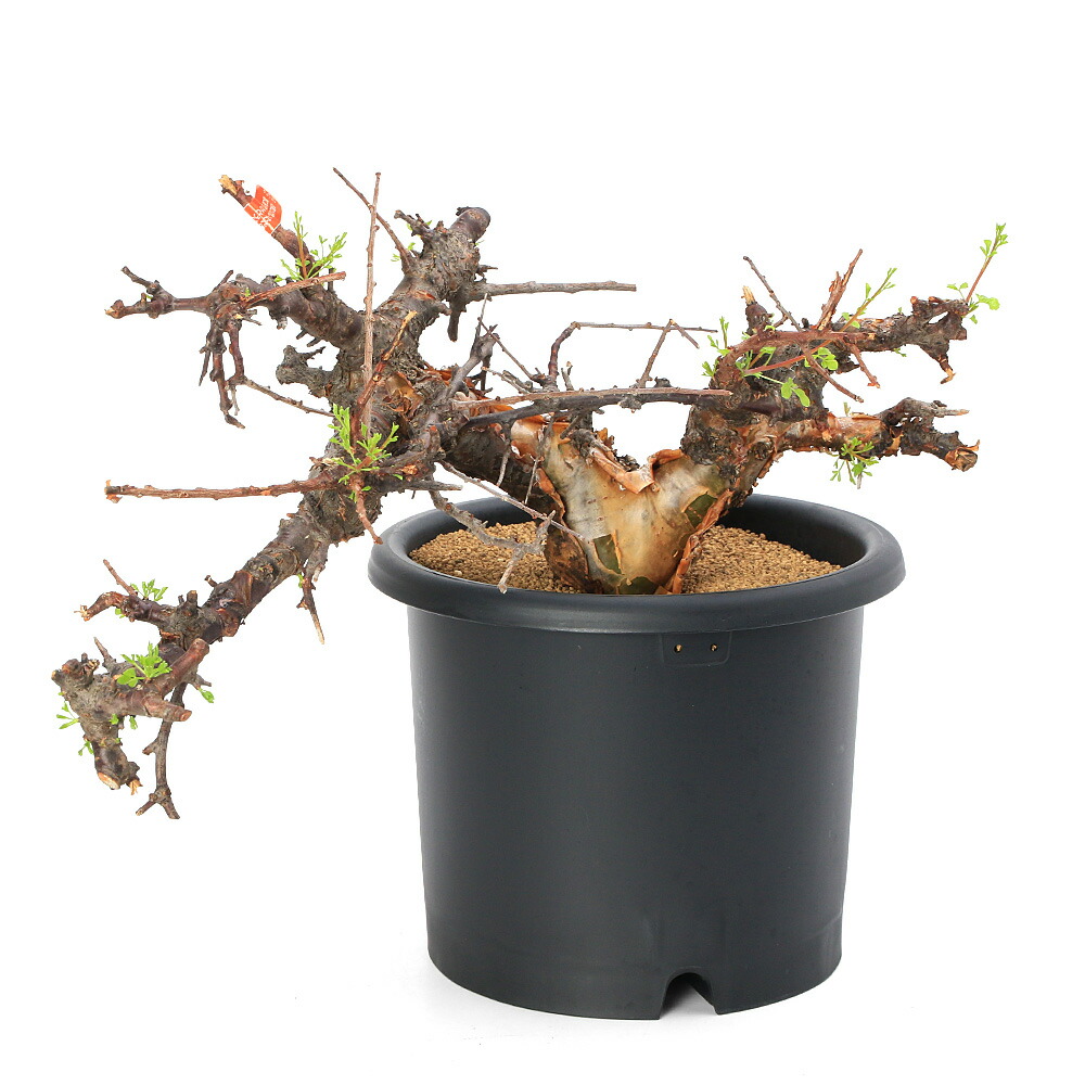 関東当日便客あしらい