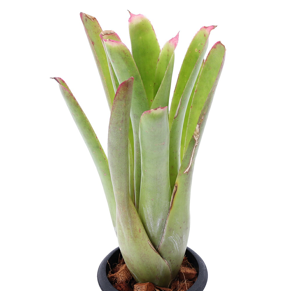 ヘリアンフォラ3点セット みょん 2025年最新】ミノール ヘリアンフォラの人気アイテム - メルカリ