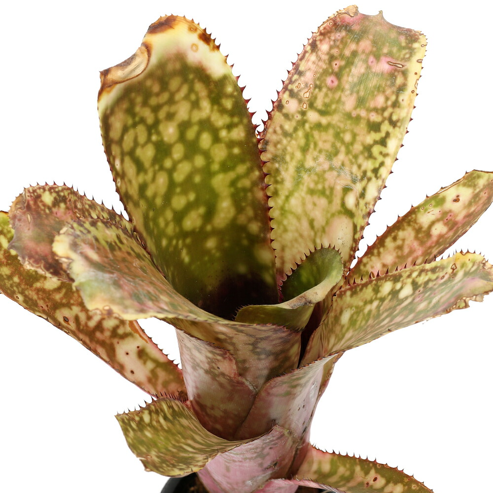 （観葉植物）一点物　ビルベルギア　アポカリプス　３号（１株）｜charm 3980 店