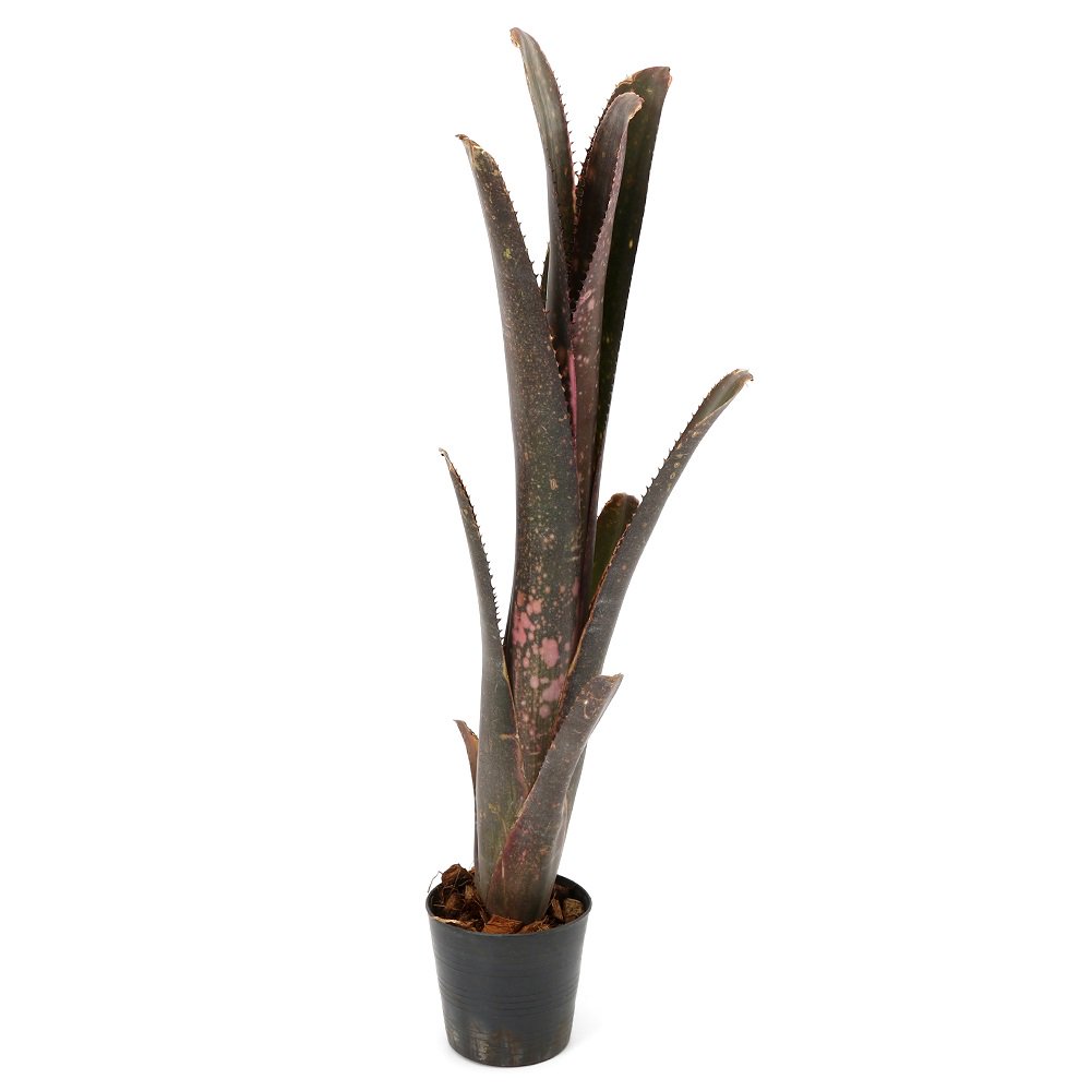 （観葉植物）一点物　ビルベルギア　ディッピンドット　２．５号（１株）｜charm 3980 店