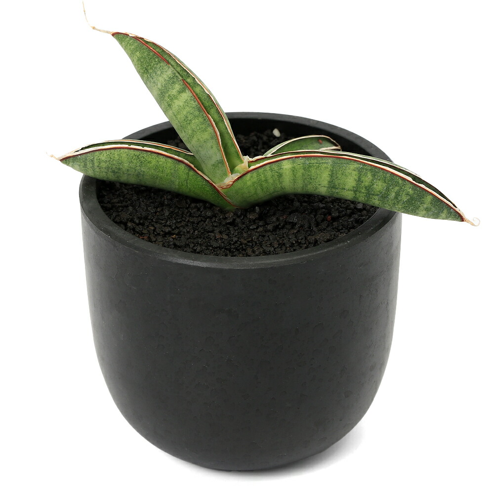 楽天市場】（多肉植物）サンスベリア アブリティアナ 6号（1鉢