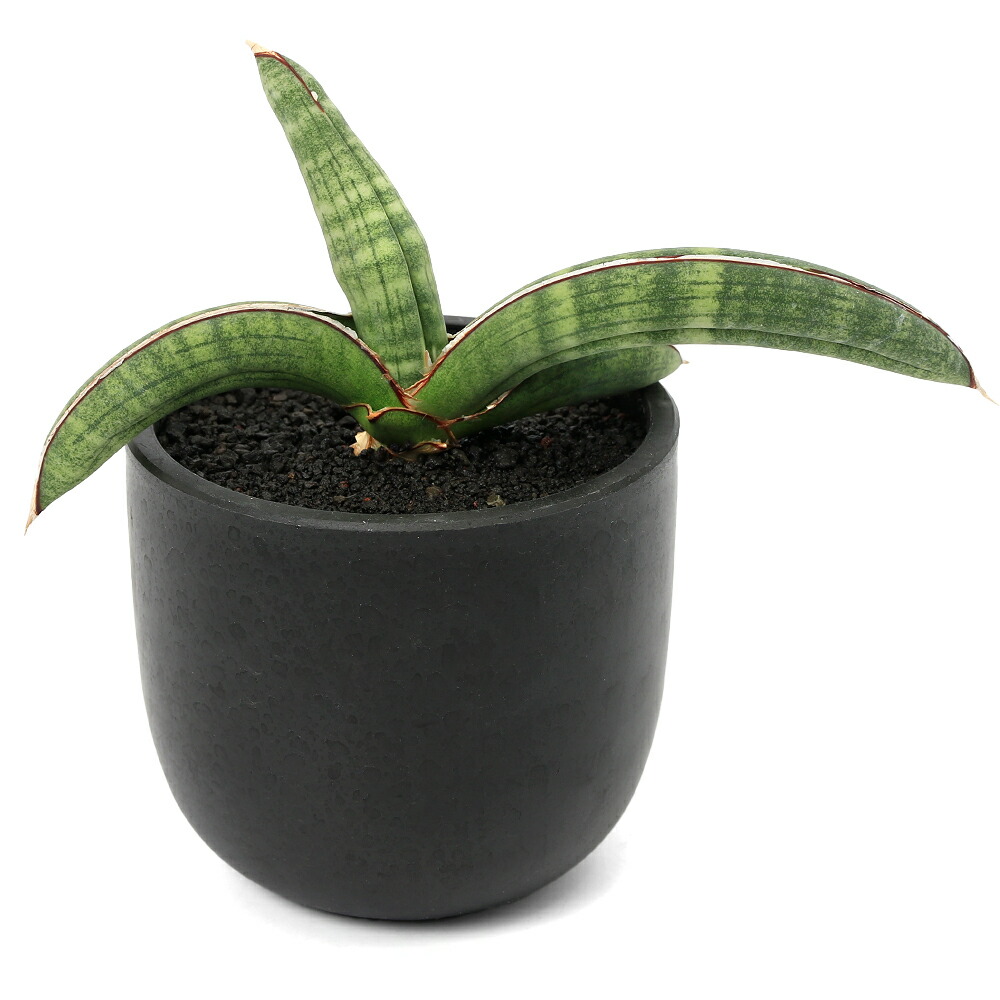 楽天市場】（多肉植物）サンスベリア アブリティアナ 6号（1鉢
