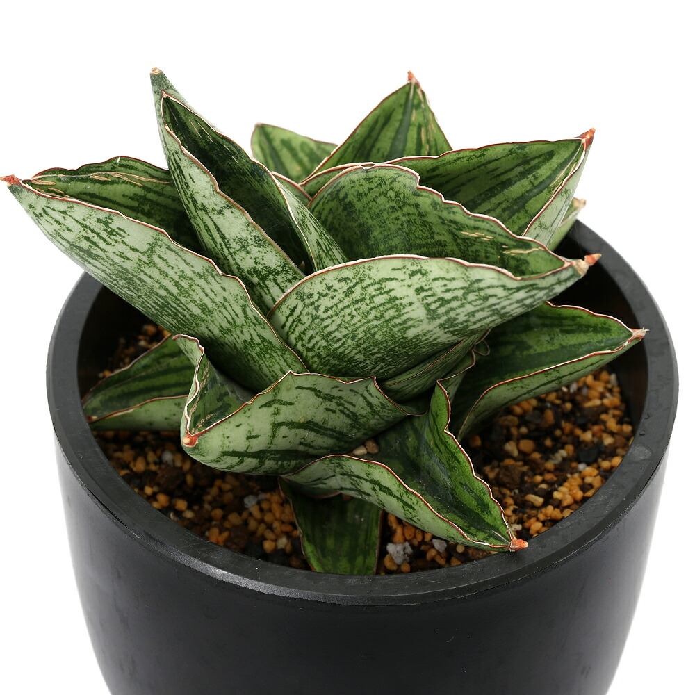 サンスベリア オブリティアナ 6号 サンスベリア アブリティアナ 6号(1