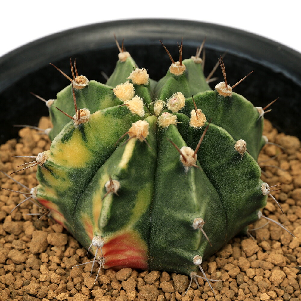 楽天市場】（多肉植物）サボテン ギムノカリキウム ミハノビッチ 緋