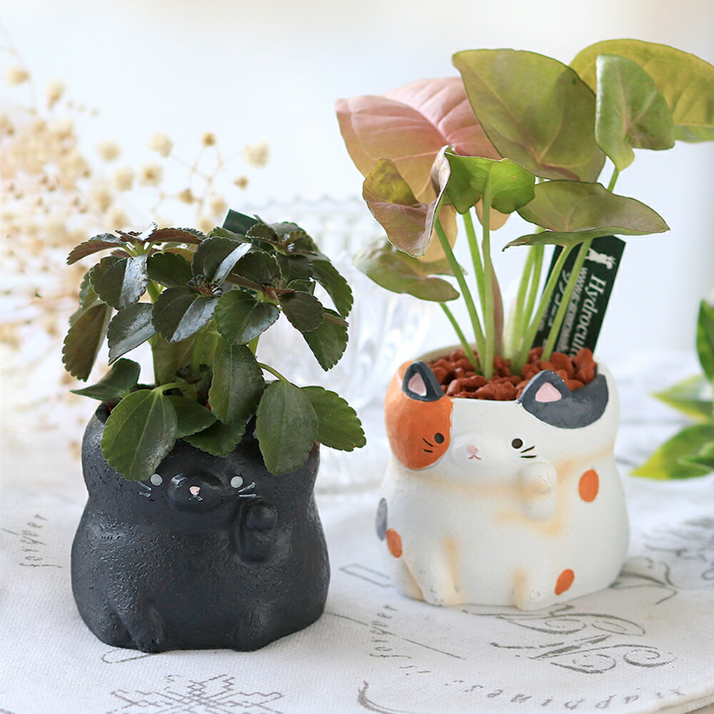 楽天市場】光触媒人工観葉植物M キャットテールグラス（猫尾草）【鉢
