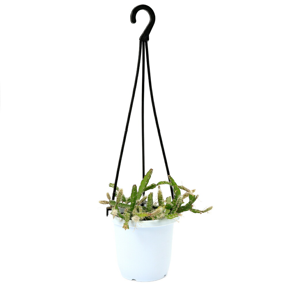 楽天市場】（観葉植物）リプサリス ラムローサ 吊り鉢タイプ 5号（1