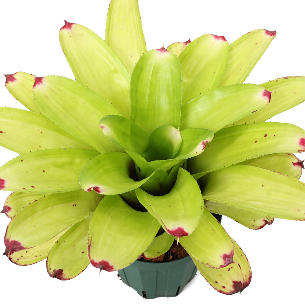 （観葉植物）ネオレゲリア　Ｊ．Ｓ　グリーン　コンパクト　３号（１株）