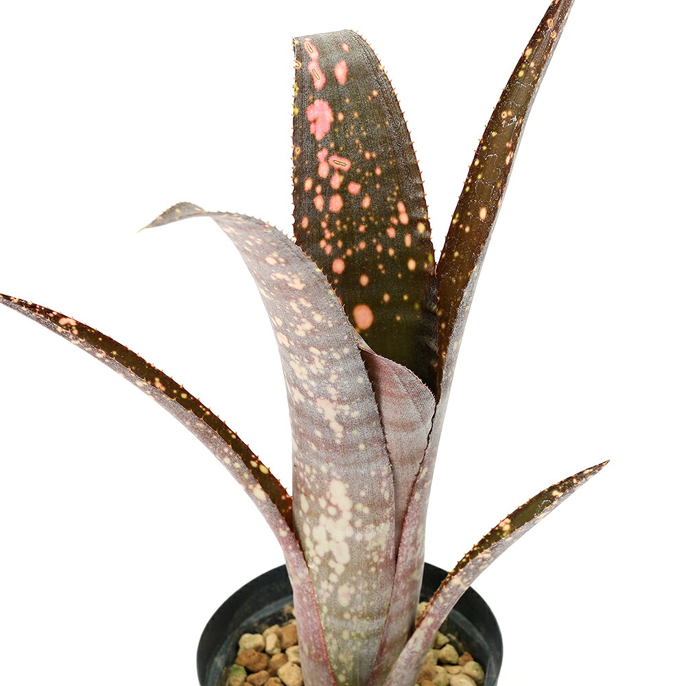 （観葉植物）ビルベルギア　ファンタジア　レッドクローン　４号（１株）