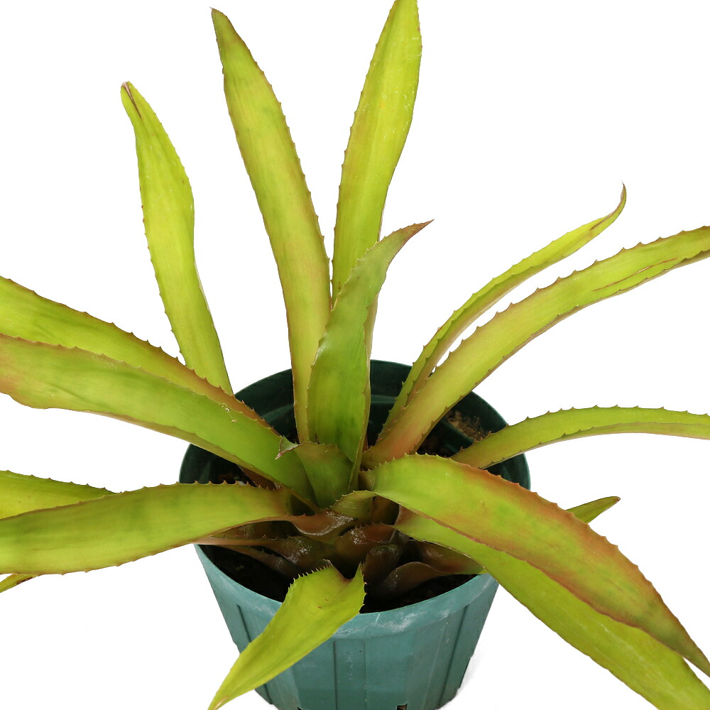 （観葉植物）ニデラリウム アタライアエンセ　４号（１株）