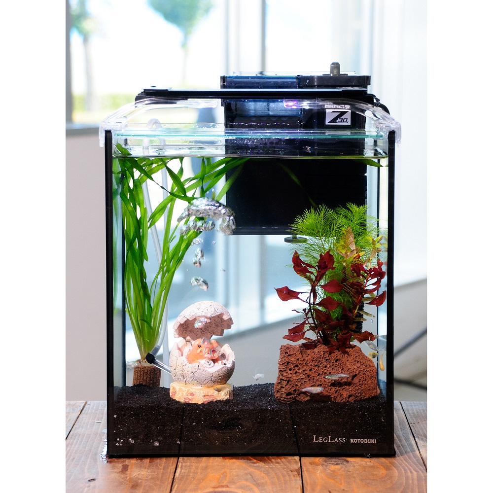 （めだか）（水草）簡単メダカ飼育水草レイアウトセット　ラメメダカ　ミックス付　２５ｃｍ水槽　恐竜の卵ｖｅｒ．　本州四国限定