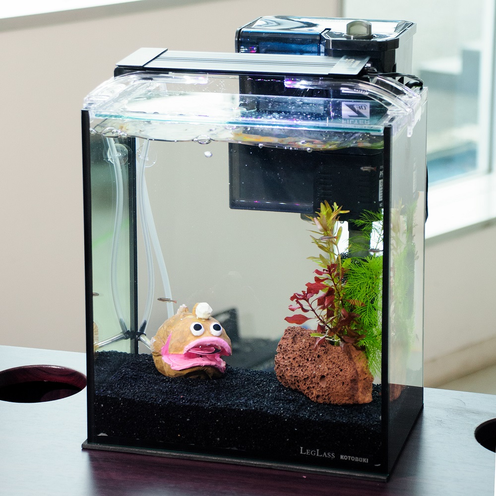 （熱帯魚）（水草）簡単アカヒレ飼育水草レイアウトセット　アカヒレ　Ｓサイズ付　２５ｃｍ水槽　アンコウｖｅｒ．　本州四国限定