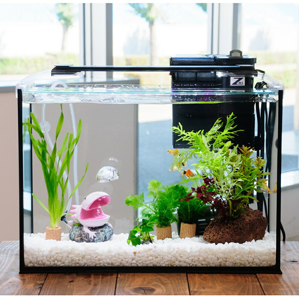 （熱帯魚）（水草）簡単イエローミッキーマウスプラティ飼育水草レイアウトセット　４０ｃｍ水槽　ウーパールーパーｖｅｒ．　本州四国限定　関東当日便
