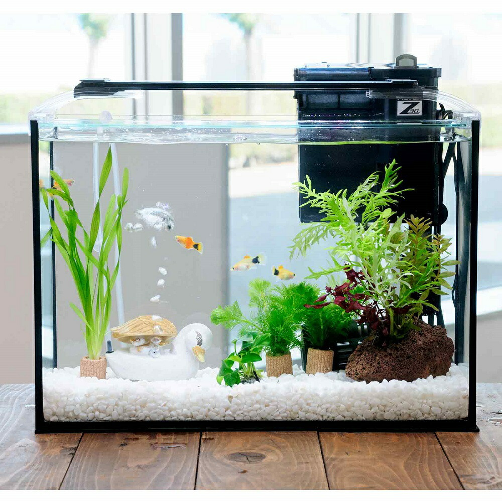 （熱帯魚）（水草）簡単イエローミッキーマウスプラティ飼育水草レイアウトセット　４０ｃｍ水槽　カルガモ親子ｖｅｒ．　本州四国限定　関東当日便