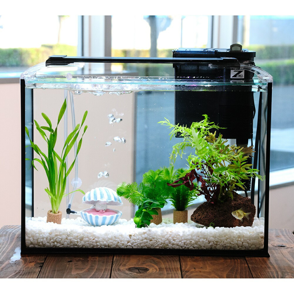 （国産金魚）（水草）簡単ピンポンパール飼育水草レイアウトセット　４０ｃｍ水槽　真珠貝ｖｅｒ．　本州四国限定　関東当日便