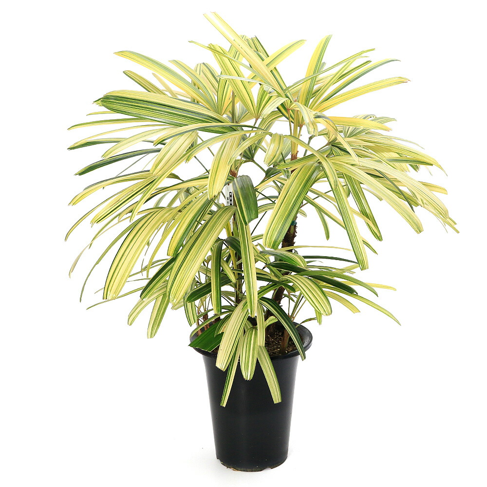 （観葉植物）大型　インテリア　ヤシ　カンノンチク（観音竹）南山錦　６号（１鉢）
