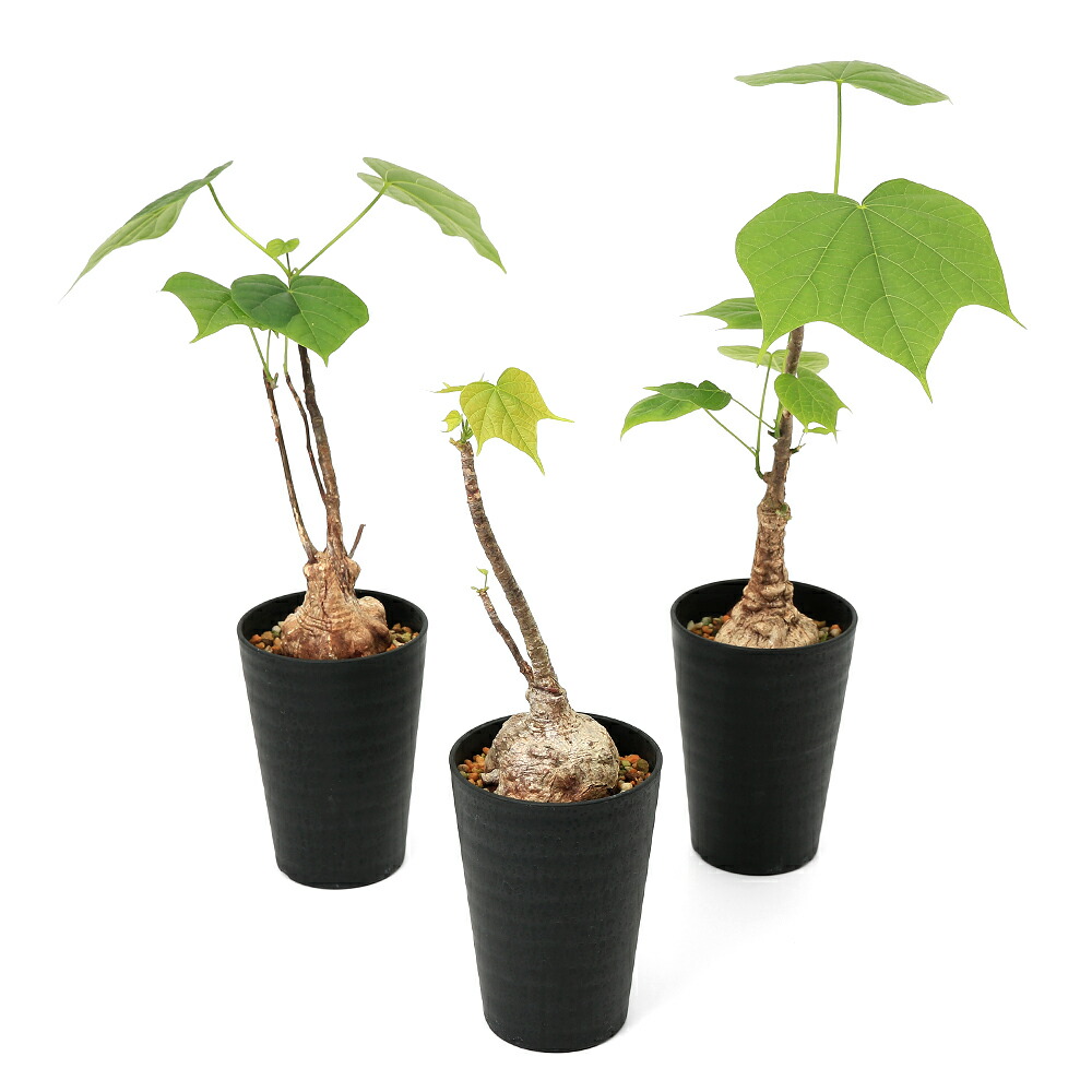 楽天市場】フィルミアナ（コロラータ） 5寸 プラスチック鉢 1鉢 塊根