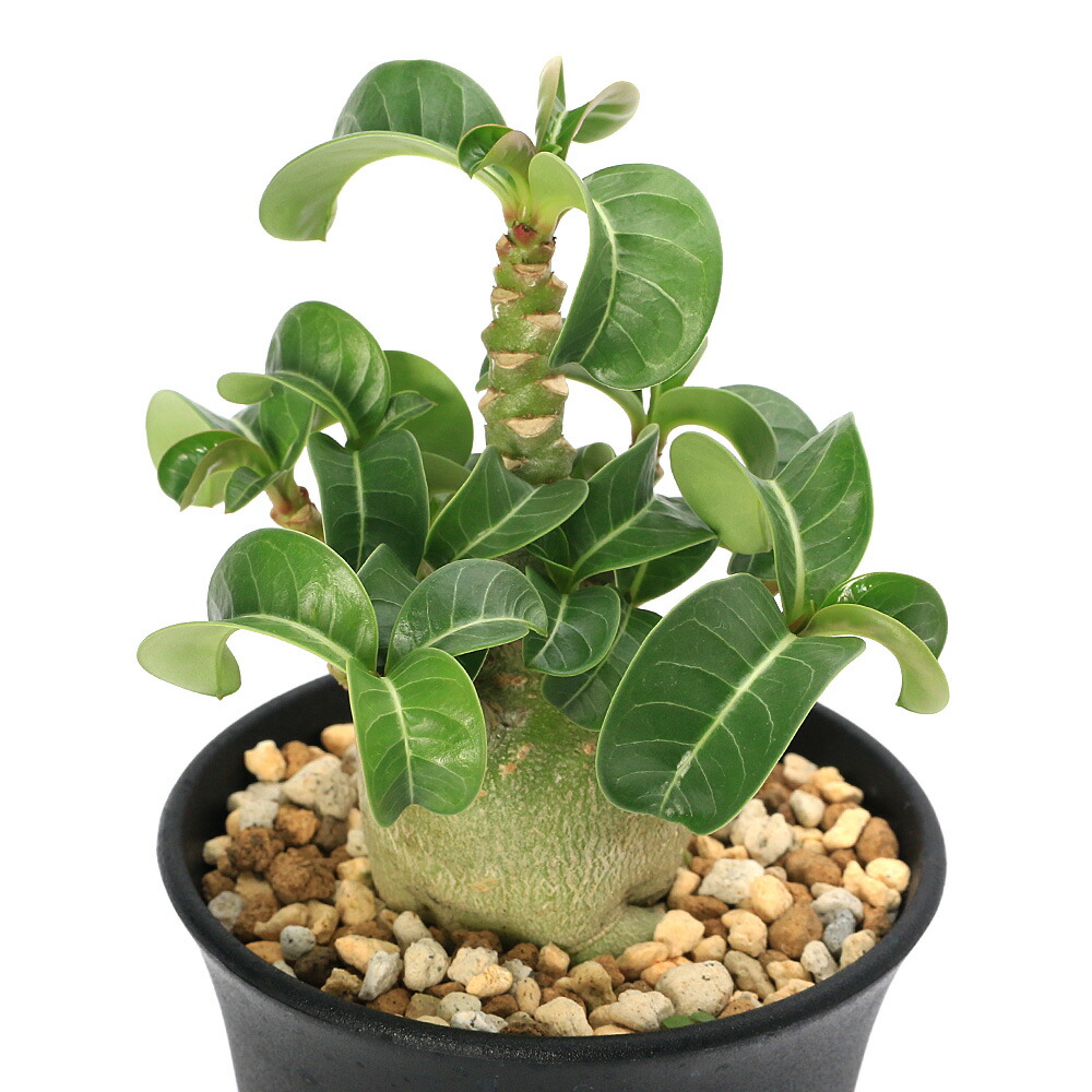 多肉植物 caアデニウム ソマレンセ 多肉植物 アデニウム 3号 多肉植物 caアデニウム ソマレンセ 多肉植物 アデニウム 3号