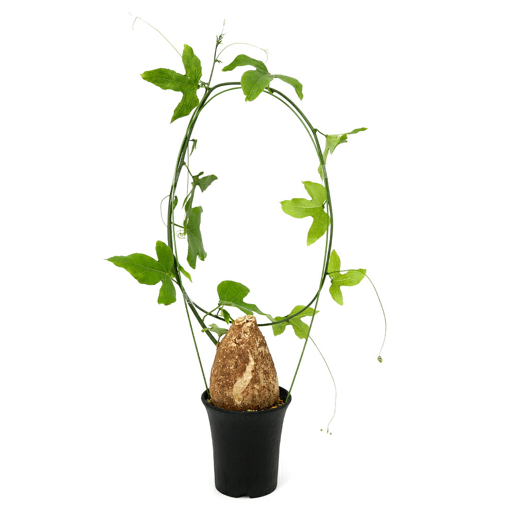 楽天市場】多肉植物 caアデニウム ソマレンセ 多肉植物 アデニウム 3号