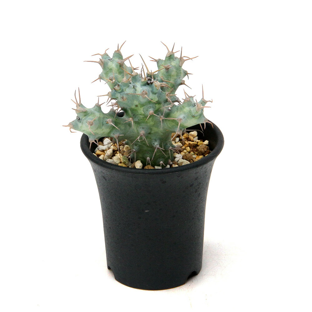 関東当日便お持て成し 観葉植物-花・観葉植物