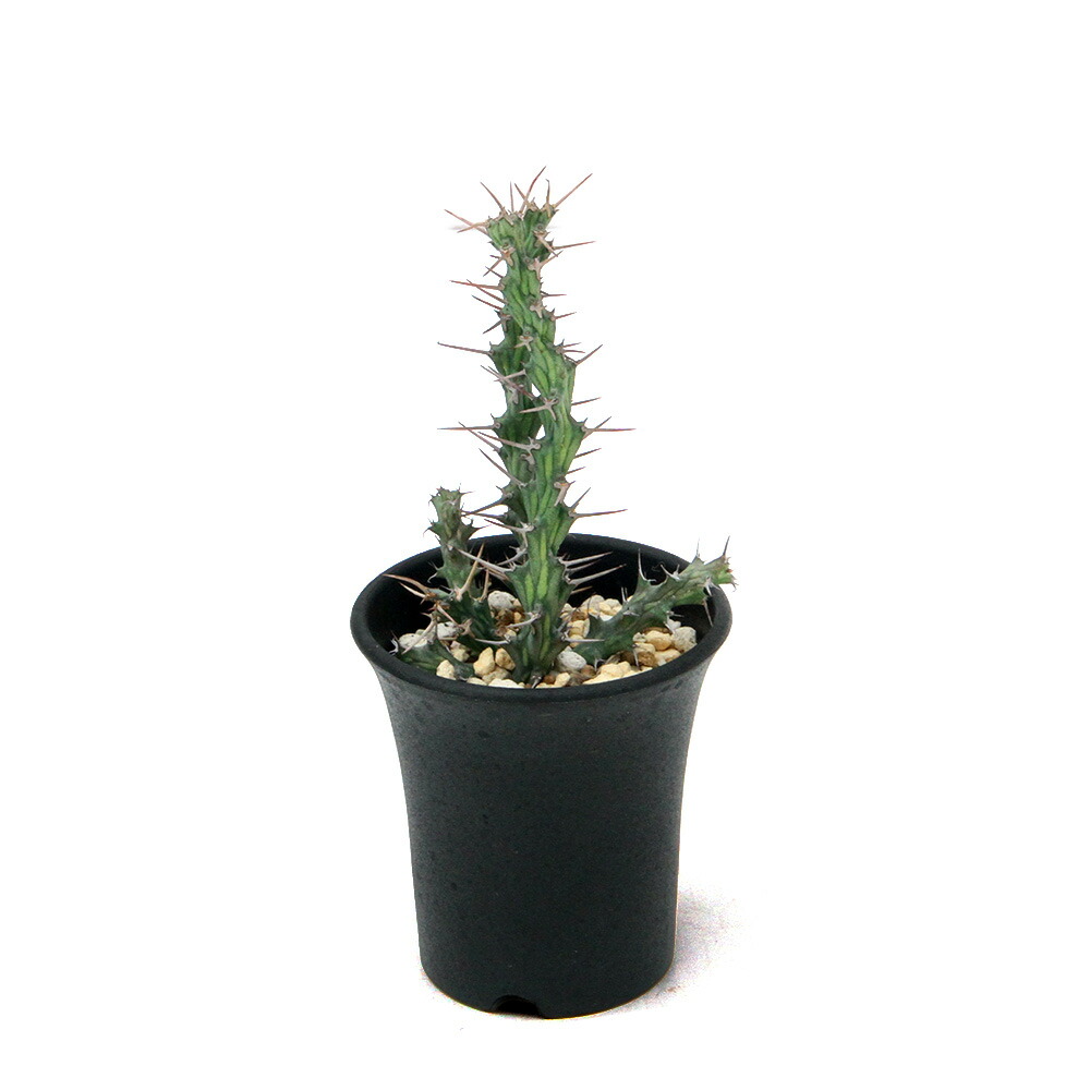（多肉植物）一点物　ユーフォルビア　シミリラメア　２．５号（１鉢）