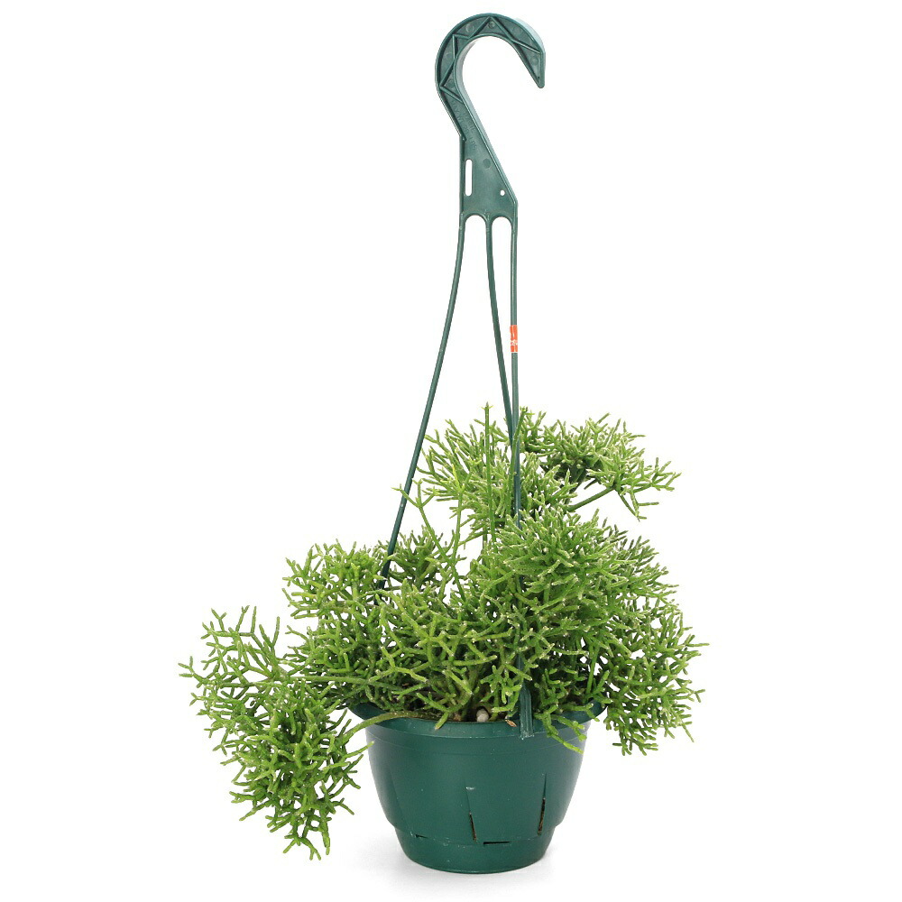 楽天市場】（観葉植物）リプサリス ラムローサ 吊り鉢タイプ 5号（1