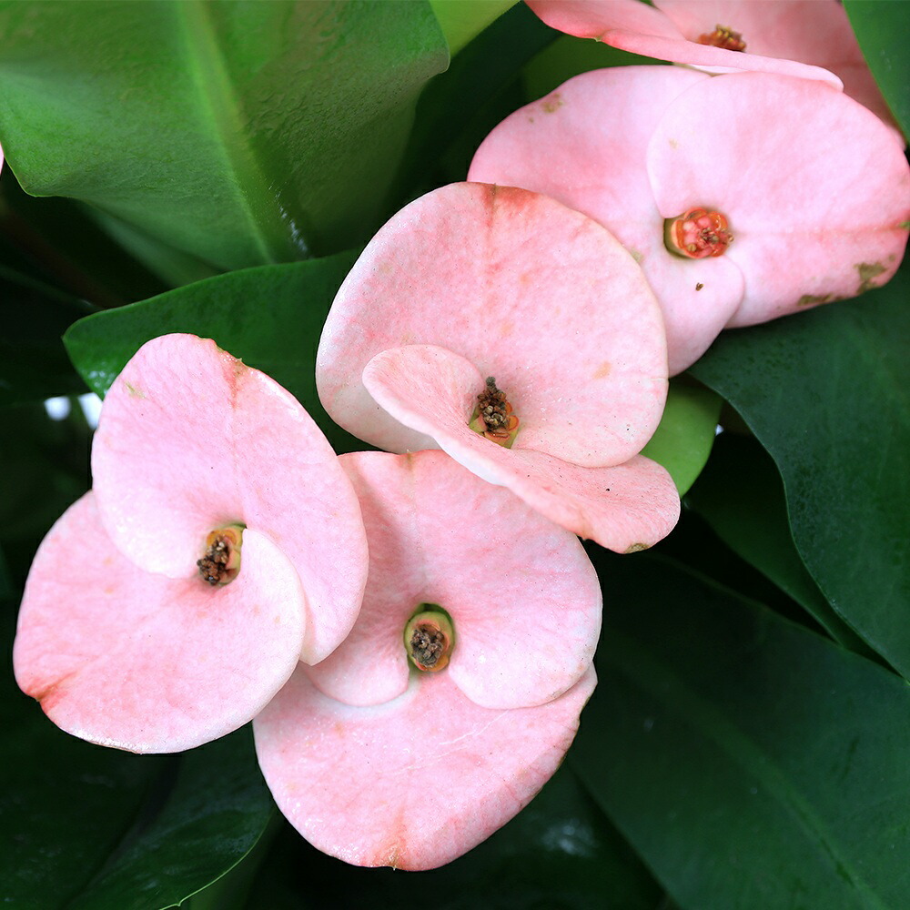 楽天市場】多肉植物：大輪花キリン シャインキッス*ユーフォルビア