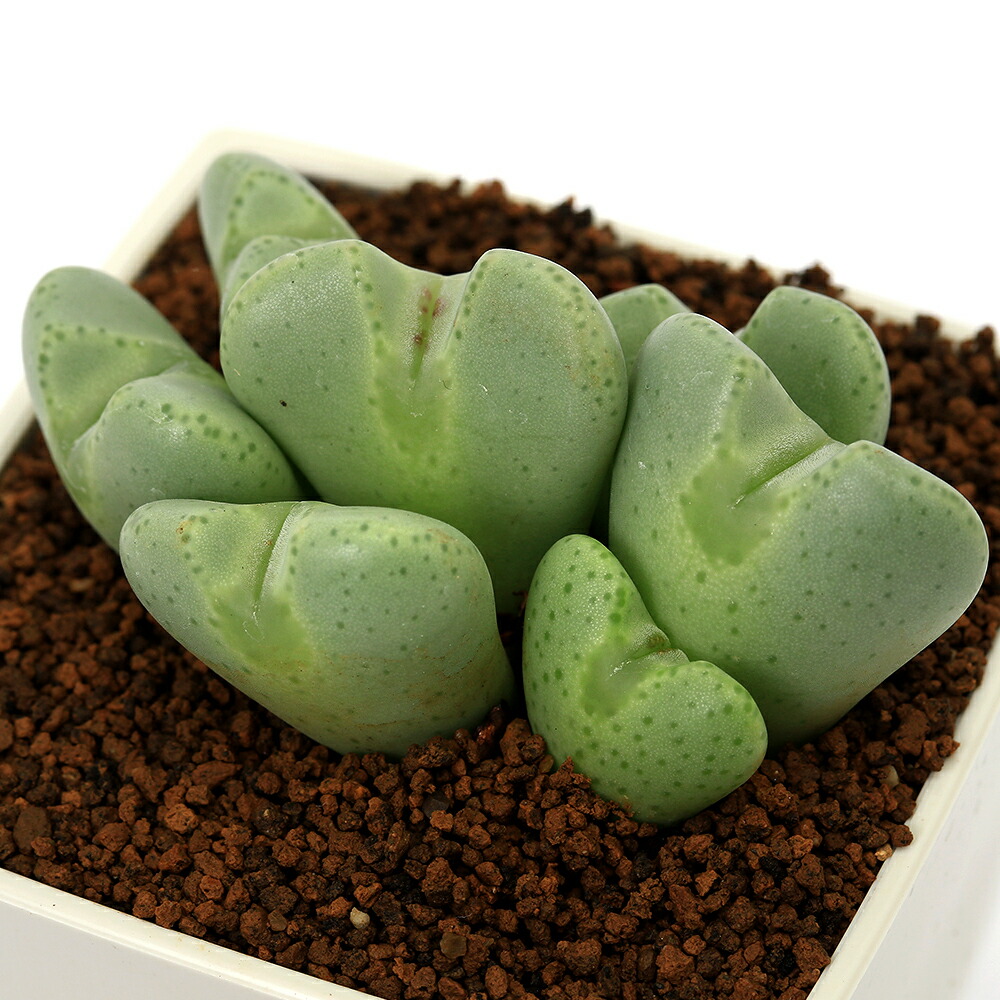 楽天市場】多肉植物 ◇ モナデニウム ◇ リチェイ ◇ 斑入り ◇ 3寸