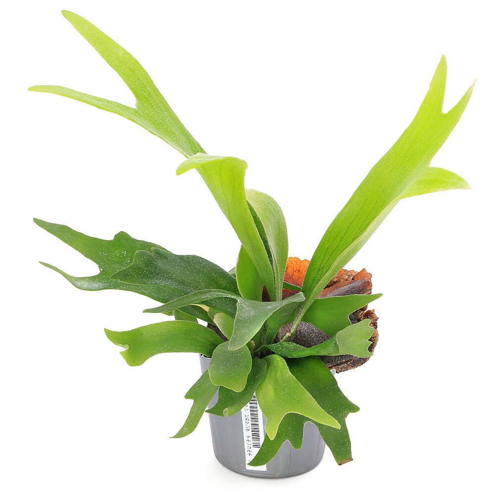 楽天市場】（観葉植物）コウモリラン ビカクシダ 4号（1鉢） : charm