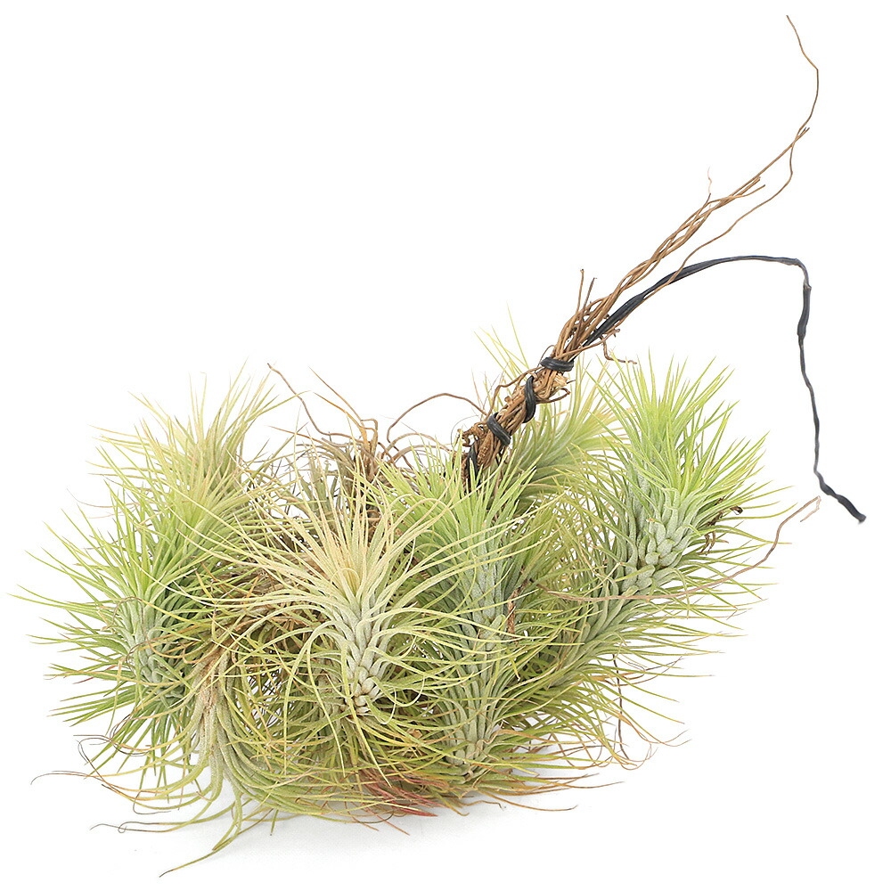 楽天市場】(超希少・現品)エアプランツ チランジア アルベルティアナ