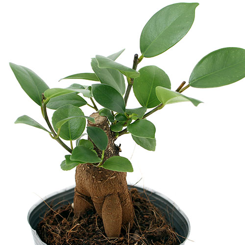 楽天市場】ガジュマル （ ミニ観葉 ）12cmポット（ 幸せの木 多幸の木
