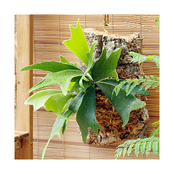 関東当日便客あしらい