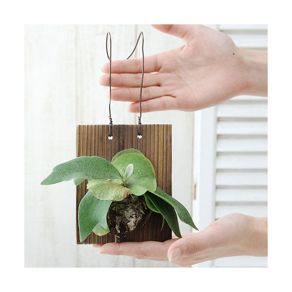 楽天市場】（観葉植物）ビカクシダ板付けセット コウモリラン 壁掛け