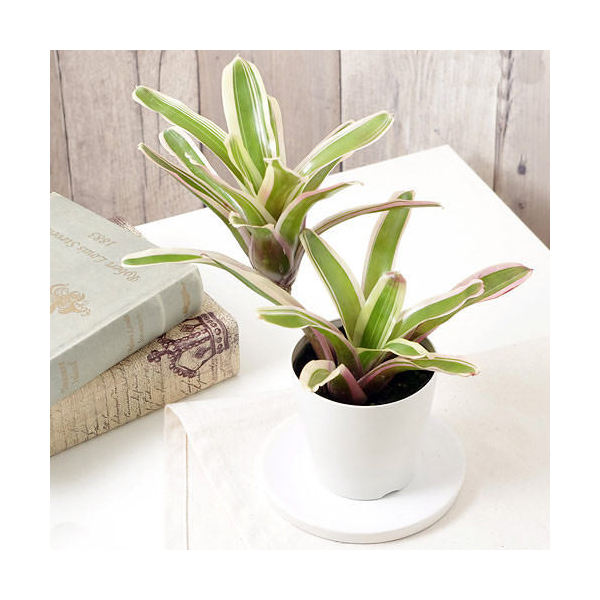 楽天市場】タンクブロメリア ネオレゲリア ホップスコッチ4号 (直径