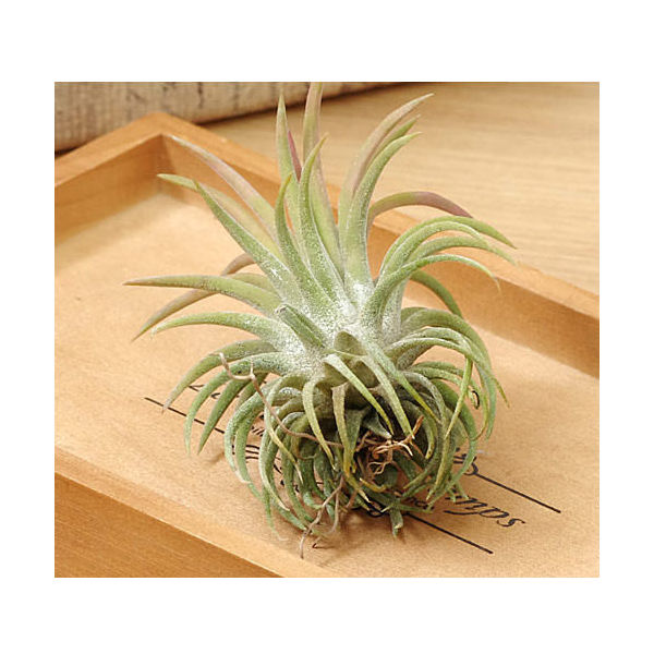 楽天市場】（超希少）エアープランツ チランジア イオナンタ アルボ
