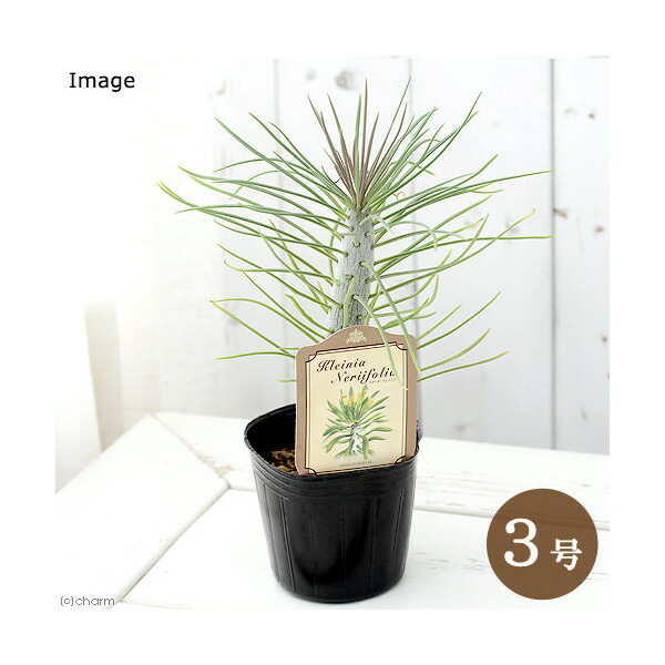 楽天市場】多肉植物 ◇ モナデニウム ◇ リチェイ ◇ 斑入り ◇ 3寸