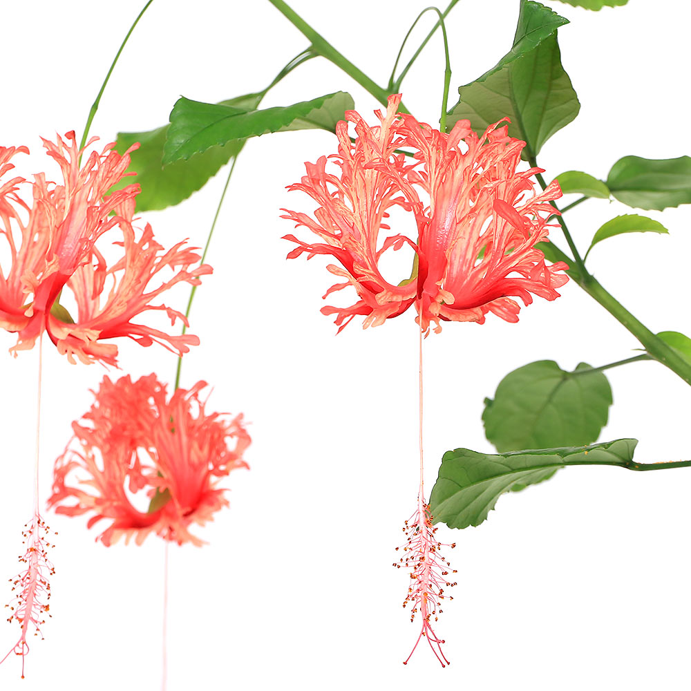 楽天市場】珍しい 花苗 夏 ハイビスカス フウリンブッソウゲ 風鈴仏桑