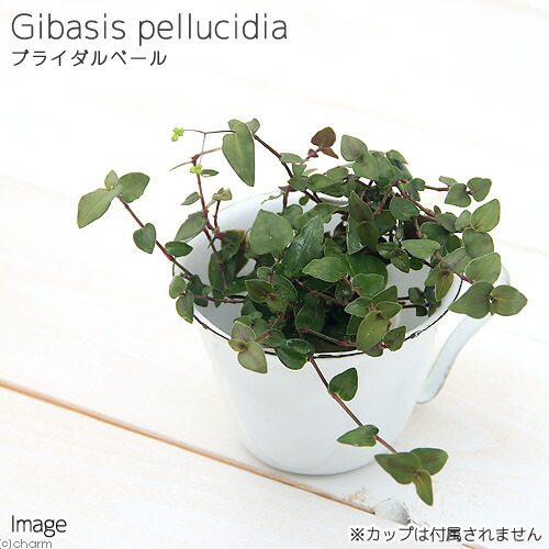 （観葉植物）ミニ観葉　オアシス苗　ブライダルベール（１苗）