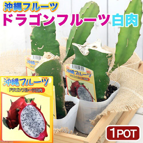 楽天市場】ドラゴンフルーツ苗 ピンクドラゴン 3号苗（h20