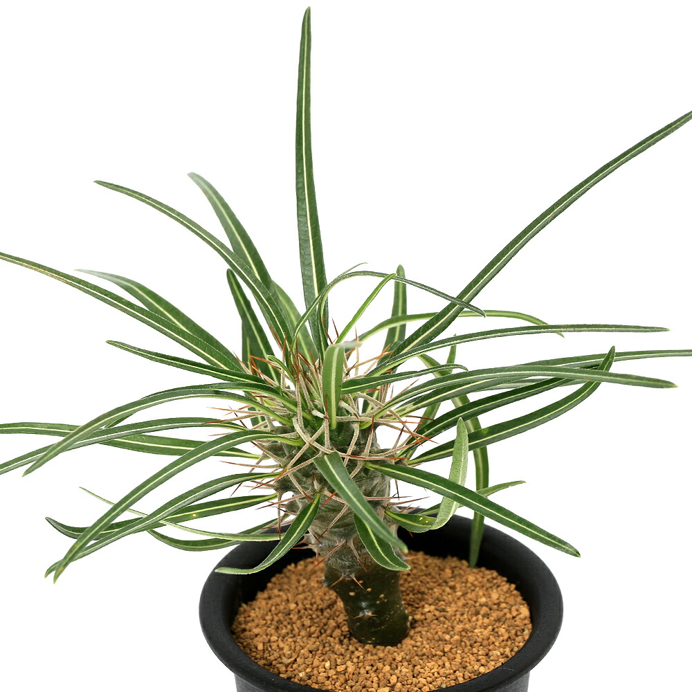 楽天市場】PLANCHU 観葉植物 パキポディウム ルテンベルギアナム 4号