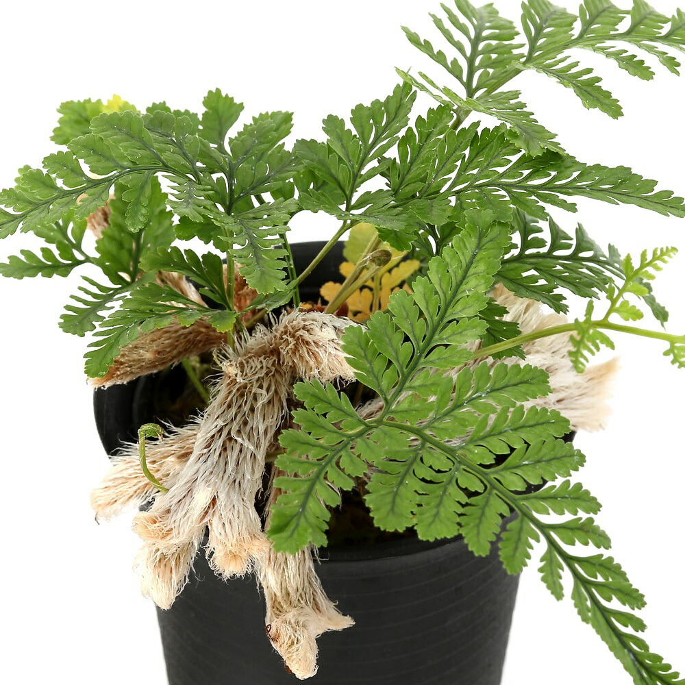 楽天市場】綴化トキワシノブ 3.5号鉢 石化 古典植物 シダ植物 山