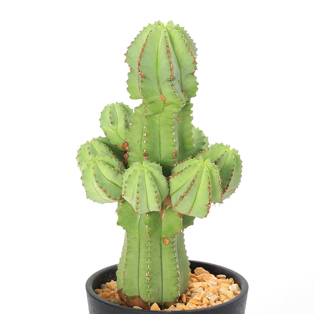 （多肉植物）ユーフォルビア　ホリダ　３号（１鉢）