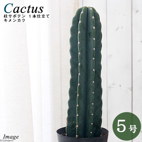 （多肉植物）サボテン　セレウス　鬼面角（キメンカク）　１本仕立て　５号（１鉢）柱サボテン