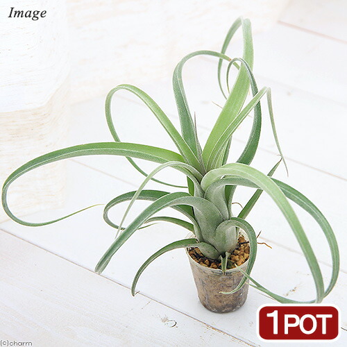 楽天市場】観葉植物：チランジア エアープランツ カーリースリム R