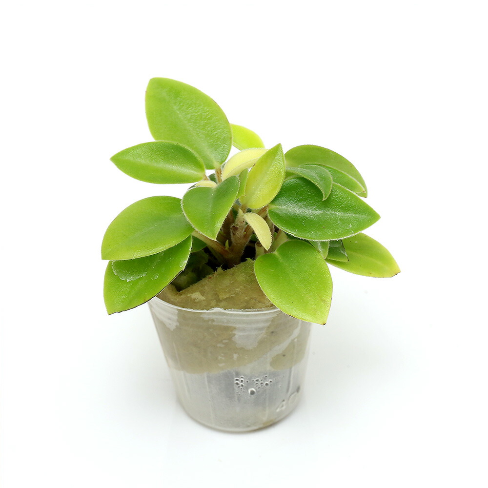 関東当日便お持て成し 花・ガーデン・DIY-花・観葉植物