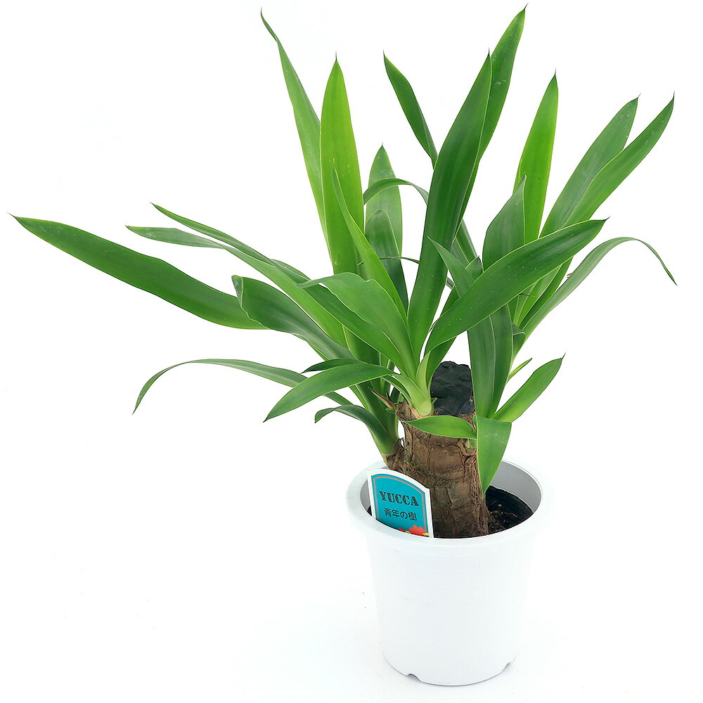 楽天市場】（観葉）【植物と肥料のセット】『 ユッカ 7号鉢 +