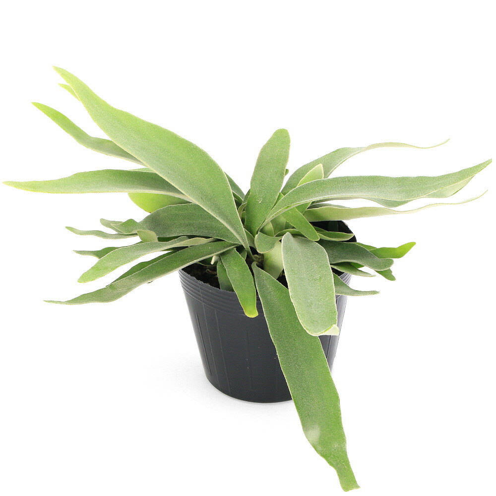 楽天市場】（観葉植物）ビカクシダ ウィリンキー スポア 4号（1鉢